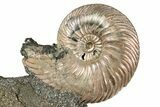 Iridescent, Pyritized Ammonite (Quenstedticeras) Fossil Display #344277-1